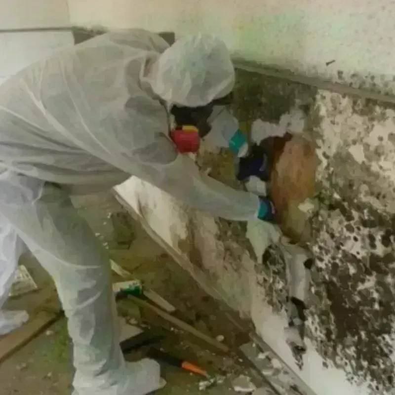 Mold Remediation and Removal in Jerome, IL